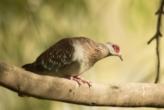 Speckled Pigeon (Columba guinea), Gambia