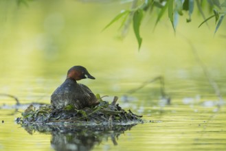 Little Grebe (Tachybaptus ruficollis) on nest, Hesse, Germany