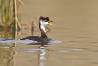Titicaca Flightless Grebe (Rollandia microptera) in lake Titicaca in Bolivia, South America