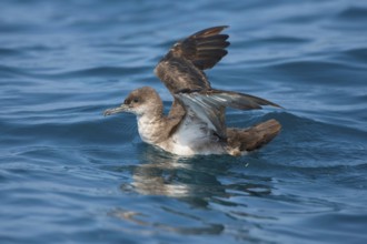 Black-vented Shearwater Puffinus opisthomelas San Diego, California, United States 14 September