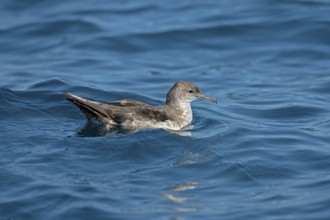 Black-vented Shearwater Puffinus opisthomelas San Diego, California, United States 14 September