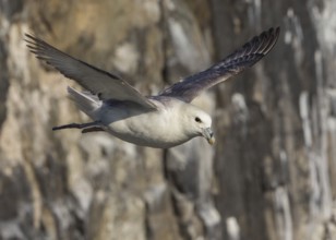 Northern Fulmar (Fulmarus glacialis) flying, Scotland, United Kingdom