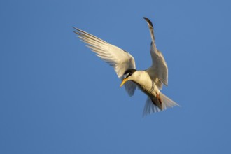 Little Tern (Sternula albifrons) flying, Greece