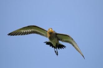 Uferschnepfe (Limosa limosa), Black-tailed Godwit, Altvogel im Flug, Mai, Nijkerk, Niederlande