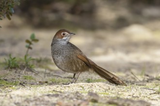 Rufous Bristlebird (Dasyornis broadbenti) perched on the ground, Victoria, Australia