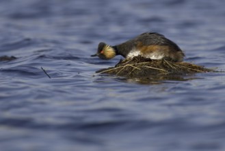 Black-necked Grebe (Podiceps nigricollis), Lower Saxony, Germany