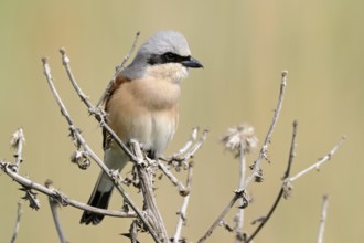 Red-backed Shrike (Lanius collurio) male, Burgenland, Austria