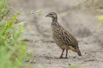 Crested Francolin (Dendroperdix sephaena), Tarangire, Tanzania