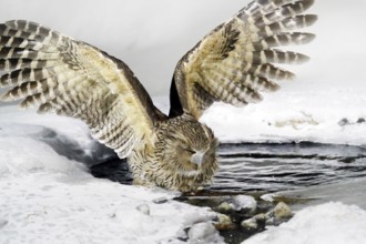 Blakiston's fish owl, Bubo blakistoni, largest living species of owl, fish owl, a sub-group of