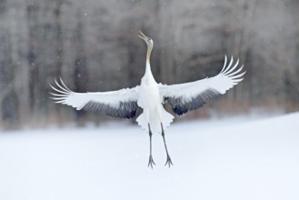 Dancing Red-crowned crane with open wing in flight, with snow storm, Hokkaido, Japan. Bird in fly,