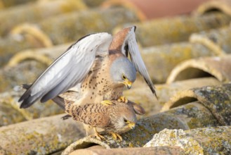Lesser Kestrel (Falco naumanni) pair mating, Castile-La Mancha, Spain