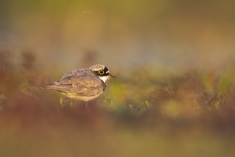 Little Ringed Plover (Charadrius dubius), North Rhine-Westphalia, Germany
