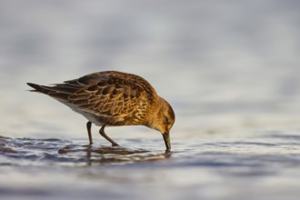 Dunlin (Calidris alpina) foraging, North Rhine-Westphalia, Germany