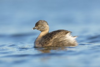 Hoary-headed Grebe (Poliocephalus poliocephalus), Victoria, Australia