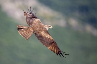 Black Kite (Milvus migrans) flying, Madrid, Spain