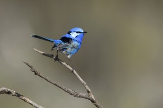 Splendid Fairywren (Malurus splendens callainus) male, Victoria, Australia