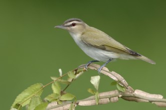 Red-eyed Vireo (Vireo olivaceus), Texas, USA