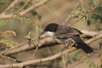 Arabian Warbler (Sylvia leucomelaena) perched on a branch, Oman
