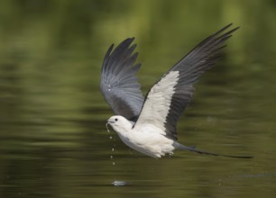 Swallow-tailed Kite (Elanoides forficatus) drinking in flight, Florida, USA