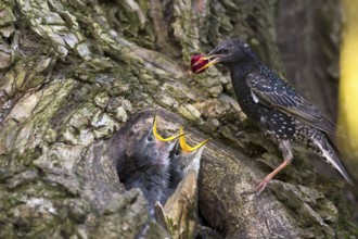 Common Starling (Sturnus vulgaris) feeding chicks in nest with a cherry, Hungary