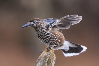 Spotted Nutcracker (Nucifraga caryocatactes), Carinthia, Austria