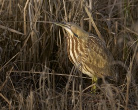American Bittern