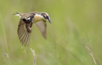 Whinchat (Saxicola rubetra) flying, Saxony-Anhalt, Germany