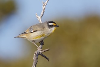 Striated Pardalote (Pardalotus striatus) perched on a branch, South Australia, Australia