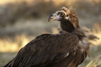 Cinereous Vulture (Aegypius monachus) portrait, Castile and Leon, Spain