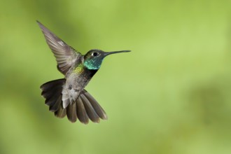 Rivoli's Hummingbird Eugenes fulgens Madera Canyon, Santa Cruz Co., Arizona, USA 17 May Adult Male