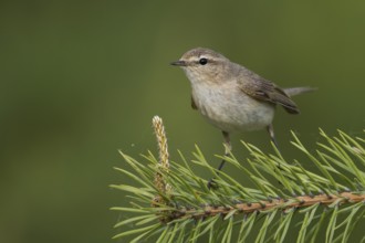 Siberian Chiffchaff - Taigazilpzalp - Phylloscopus tristis, Russia (Ural)