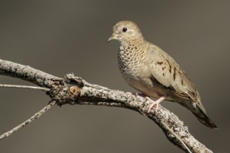 Common Ground-Dove (Columbina passerina) perched on a branch in the grasslands of Guyana