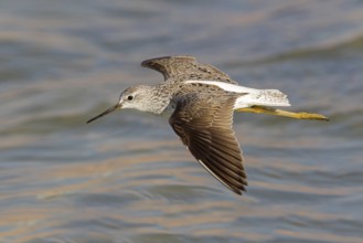 Teichwasserläufer, Marsh Sandpiper, Tringa stagnatilis, Chevalier stagnatile, Archibebe Fino