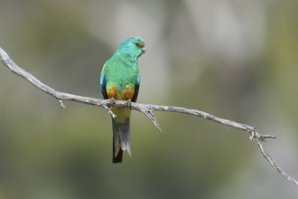 Mulga Parrot (Psephotellus varius) male perched on a branch, South Australia, Australia