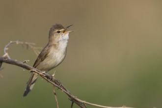 Blyths Reed Warbler - Buschrohrsänger - Acrocephalus dumetorum, Russia (Ural)