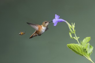 Rufous Hummingbird Selasphorus rufus Tucson, Pima County, Arizona, United States 25 August Immature