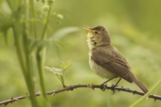 Melodious Warbler (Hippolais polyglotta) singing, Saarland, Germany