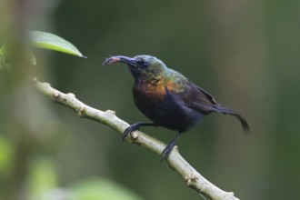 Bronzy Sunbird (Nectarinia kilimensis) male perched on a branch with little spider in beak, Uganda