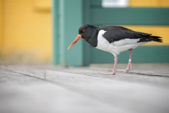 Eurasian Oystercatcher (Haematopus ostralegus), Schleswig-Holstein, Germany