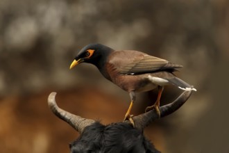 Common Myna (Acridotheres tristis), Uttarakhand, India