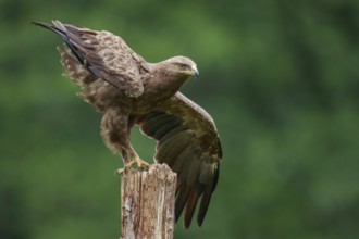 Lesser Spotted Eagle (Clanga pomarina) perched on a pale, Poland