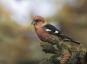 A male White-winged Crossbill, Loxia leucoptera, perched atop a spruce tree in Saskatoon,