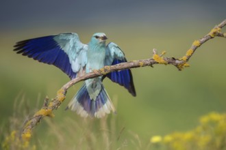 European Roller (Coracias garrulus), Bulgaria