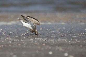 Greater Sand Plover (Charadrius leschenaultii) foraging on beach, Ras al-Sawadi, Oman