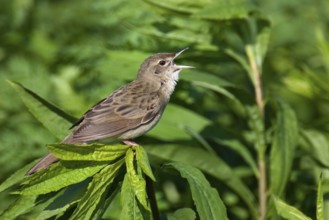 Common Grasshopper Warbler (Locustella naevia), Lake Neusiedl, Austria