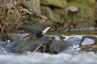 White-throated Dipper (Cinclus cinclus) foraging, North Rhine-Westphalia, Germany