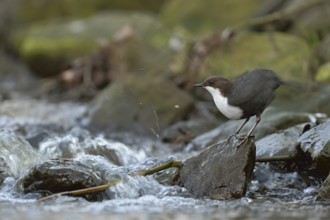 White-throated Dipper (Cinclus cinclus) foraging, North Rhine-Westphalia, Germany