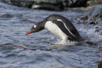 Gentoo Penguin (Pygoscelis papua) perched on a rocky beach on South Georgia Island