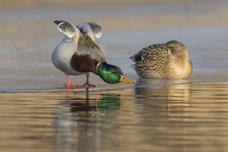Mallard (Anas platyrhynchos) pair on ice, Tribalj, Croatia