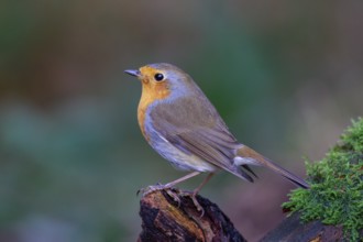 European Robin (Erithacus rubecula) perched on a branch, North Rhine-Westphalia, Germany